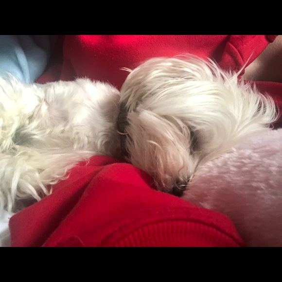 Meet your Posher, Calli - Picture 6 of 8